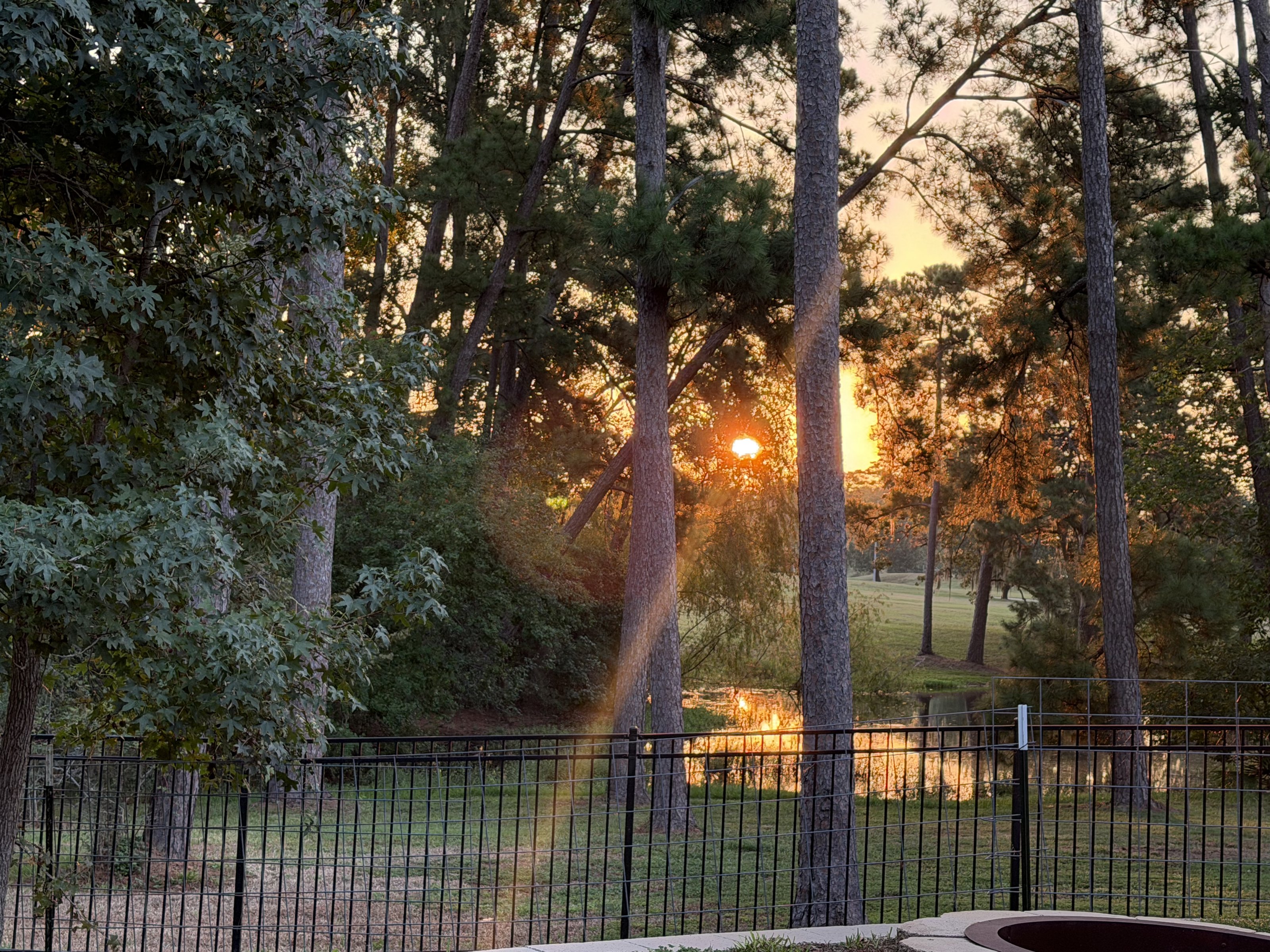 Sunset through the pines past the fence