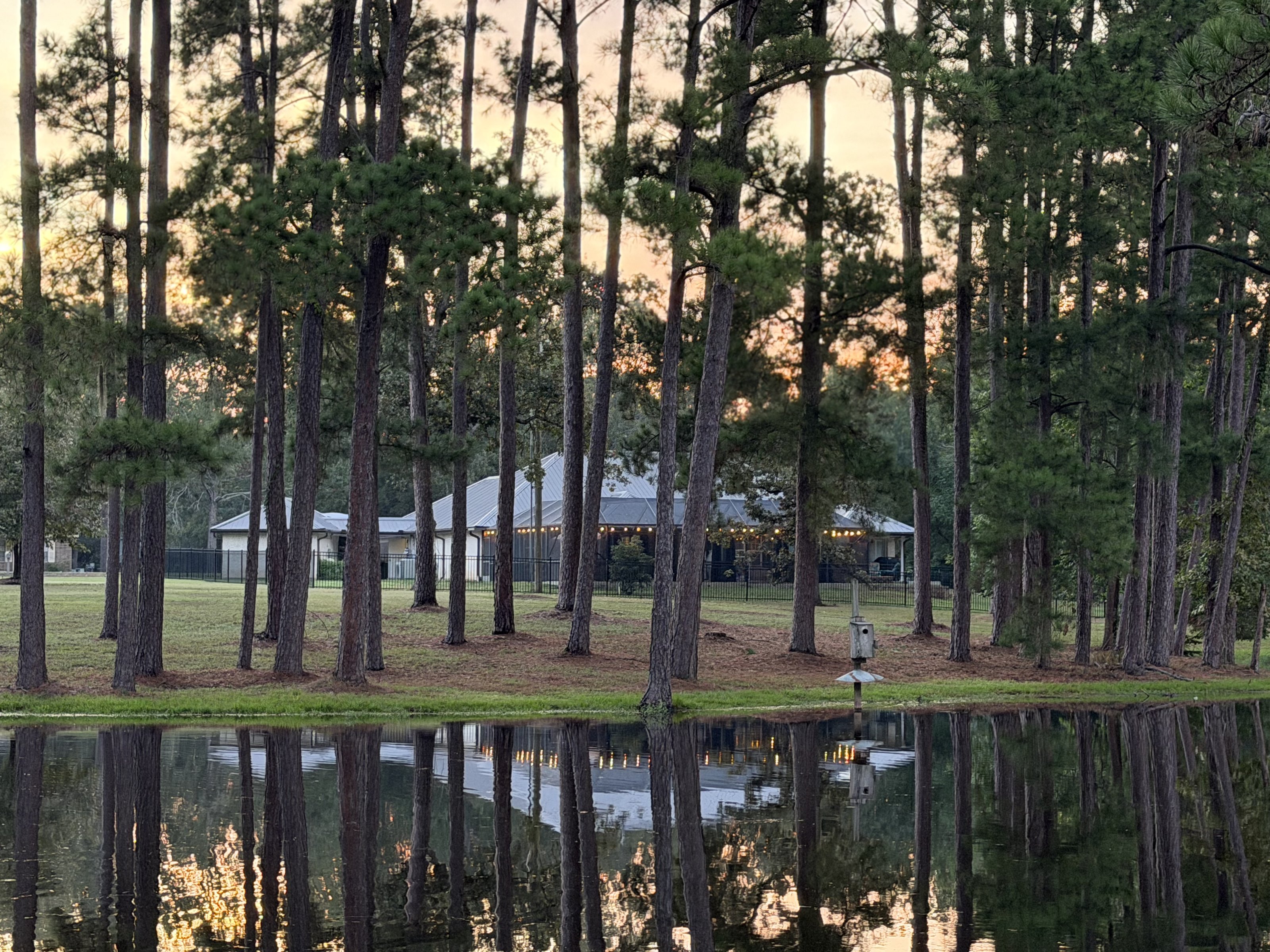 Pines reflected in the pond at sunset
